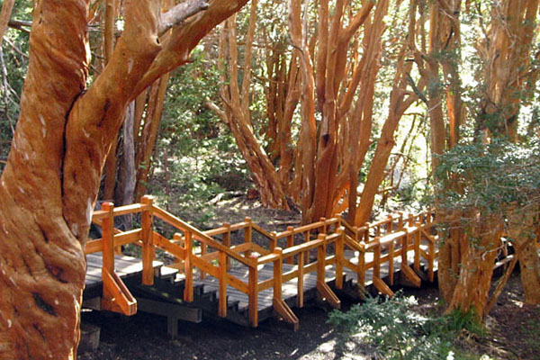 Caminata por los senderos del Bosque de Arrayanes en Bariloche, Argentina