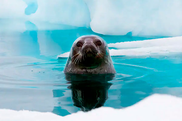 Pasajeros del Norwegian Star disfrutando de la vista de la Antártida